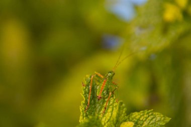 Yeşil bitkinin üzerinde oturan çekirgenin yakın görüntüsü