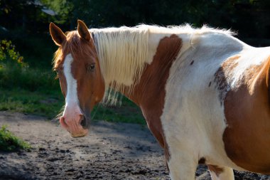 Açık havada güzel beyaz ve kahverengi at portresi. 