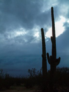 Dağlardaki saguaro kaktüslerinin ve doğal bitkilerin güzel manzarası. 