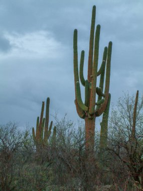 Dağlardaki saguaro kaktüslerinin ve doğal bitkilerin güzel manzarası. 