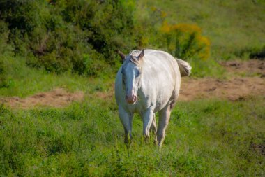 Güzel beyaz at yeşil alanda yürüyor.