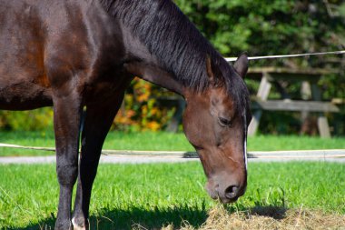 Güzel kahverengi at yeşil alanda otluyor. 