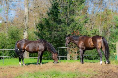 Çiftlikte iki güzel kahverengi at. 