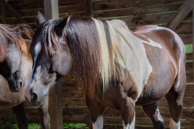 Ahırdaki güzel kahverengi atların yakın plan portresi.