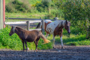 Çiftlikte iki güzel kahverengi at. 
