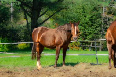 Çiftlikte iki güzel kahverengi at. 