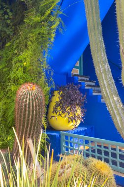 Fas, Jardin Majorelle ve egzotik bitkiler. 