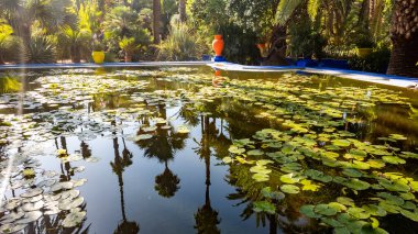 Tropik ağaçları ve göleti olan egzotik bir park.