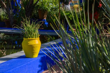 Jardin Majorelle 'de su birikintisi. Bahçede yetişen tropik bitkiler ve ağaçlar 