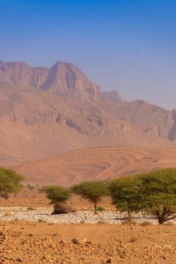 Çöl manzarasında büyüyen ağaçlar. Fas 'taki Anti-Atlas Dağları
