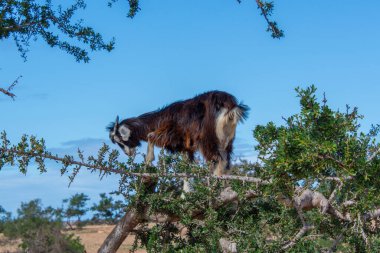 Fas 'ın güneybatısında ağaca tırmanan keçi, Argan ağaçlarında meyve ve yaprak yiyen hayvan.