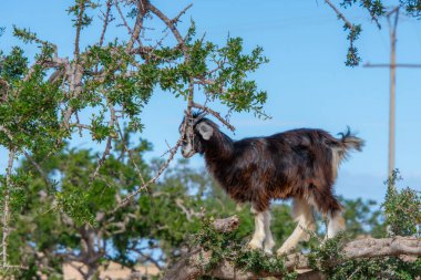 Tree-climbing goat in south-western Morocco, animal on argan trees eating fruits and leaves clipart