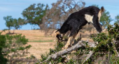 Ağaçlara tırmanan keçi meyve ve yaprak yiyor. 