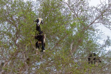 Fas keçileri meyve ve yaprak yemek için argan ağaçlarına tırmanıyor.