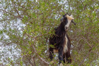 Tree-climbing goat on the trees eating fruits and leaves clipart