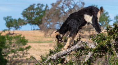 Ağaçta yaprakları yiyen siyah beyaz keçi. Fas doğası