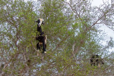 Fas doğası ve faunası. Ağaçtaki keçiler yaprak yiyor.. 
