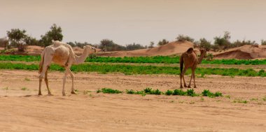 Dromedary develeri Fas 'taki Sahra Çölü' nde serbestçe dolaşıyorlar.