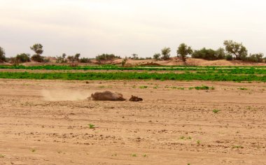 Dromedary develeri Fas 'taki Sahra Çölü' nde serbestçe dolaşıyorlar.