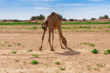 Dromedary develeri Fas 'taki Sahra Çölü' nde serbestçe dolaşıyorlar.