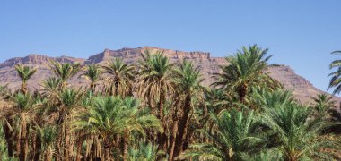 Sahara dağlarında bir hurma ağacı.. 