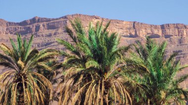 Sahara dağlarında bir hurma ağacı.. 