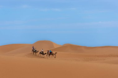 Çöl manzaralı develer. 