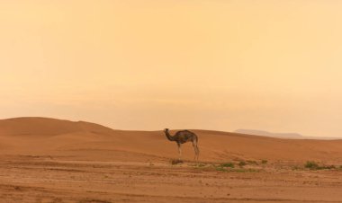Dromedary develeri Fas 'taki Sahra Çölü' nde serbestçe dolaşıyorlar.