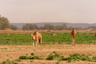 Dromedary develeri Fas 'taki Sahra Çölü' nde serbestçe dolaşıyorlar.