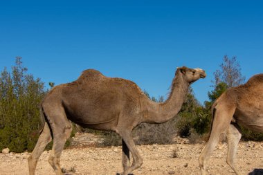 Güzel develer Fas 'ın kırsalında özgürce dolaşıyorlar.