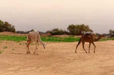 Dromedary develeri Fas 'taki Sahra Çölü' nde serbestçe dolaşıyorlar.