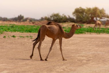 Fas 'ın kırsal kesimlerinde özgürce dolaşan bir hantal.