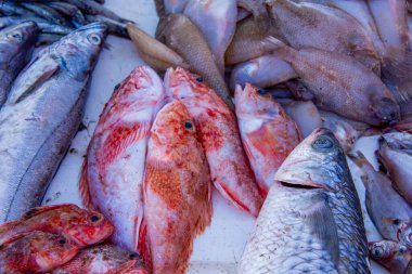 Pazarda buzda taze deniz balığı 