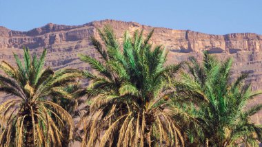 Zagora yakınlarındaki Fas kırsalında bir palmiye koruluğunda yol