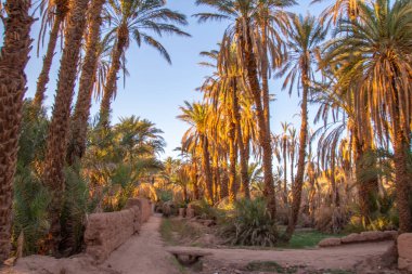 Wadi Draa valley near Zagora in Morocco clipart