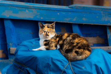 close up cat on the street