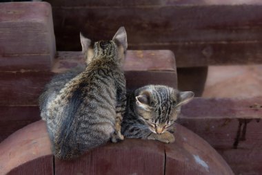 Kedi ve kedi yavrusu bankta oturuyorlar..