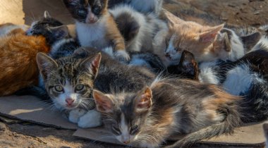 Bir grup sevimli kedi yavrusu.