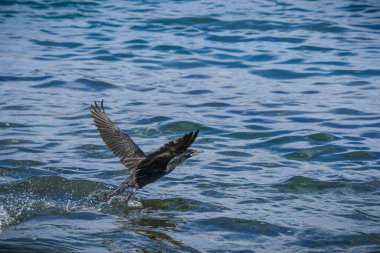 Kosta Rika 'nın Guanacaste eyaletinde, Pasifik Okyanusu kıyısında uçmakta olan güzel bir Avrupa sevişmesi örneği.