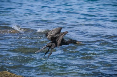 Kosta Rika 'nın Guanacaste eyaletinde, Pasifik Okyanusu kıyısında uçmakta olan güzel bir Avrupa sevişmesi örneği.