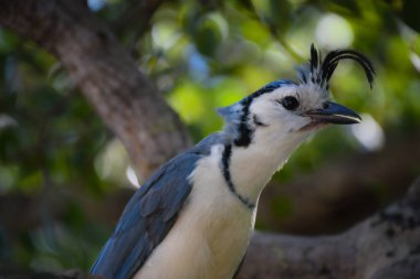 Kosta Rika 'nın Guanacaste eyaletinde Kosta Rika asıllı beyaz boğazlı Saksağan Jay' in güzel bir örneği.