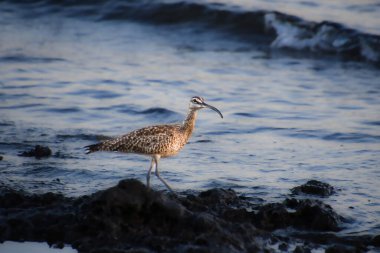 Pasifik Okyanusu kıyısındaki Kosta Rika 'nın Guanacaste eyaletinde Avrupa' nın tuhaf sevişmesi.