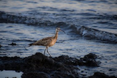 Pasifik Okyanusu kıyısındaki Kosta Rika 'nın Guanacaste eyaletinde Avrupa' nın tuhaf sevişmesi.
