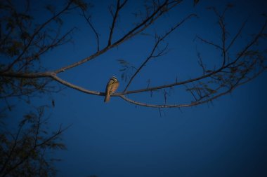 Ağaç dalında oturan kuş 