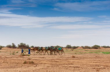 Çölde bir deve sürüsü. 