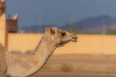 Çölde bir deve. Yakından. 