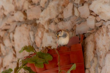 Serçe Hanedanı 'nın Fas kırsalındaki bir portico üzerindeki örneği.