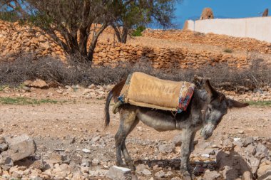 Eşek Fas kırsalında bir yerde dinleniyor.