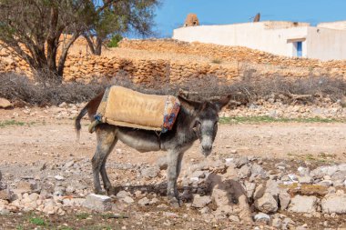 Eşek Fas kırsalında bir yerde dinleniyor.