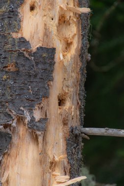 Bir huş ağacının gövdesine yakın çekim ve beyaz ve sarı kabuğu
